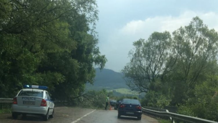 Паднали дървета затрудняват движението по пътя София - Варна