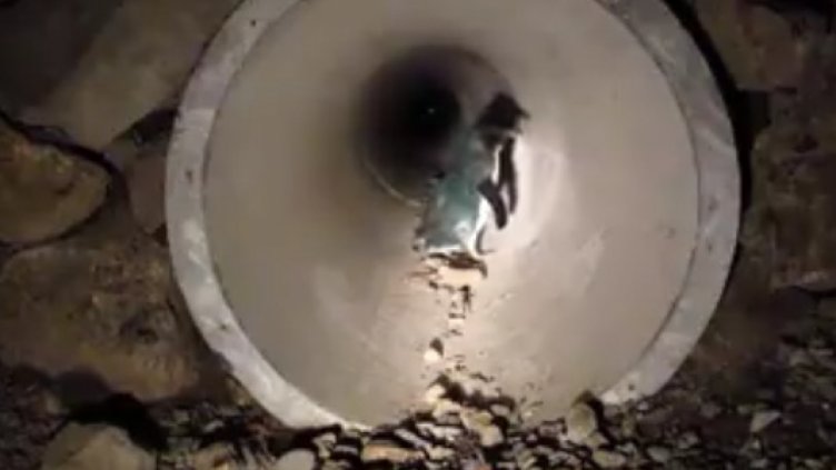 В Нова Зеландия построиха специален тунел за пингвини (ВИДЕО)