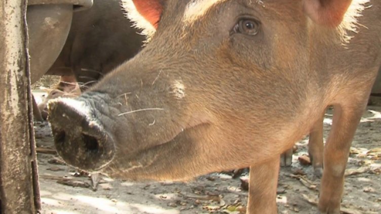 Засега чума по свинете в с. Бозвелийско няма