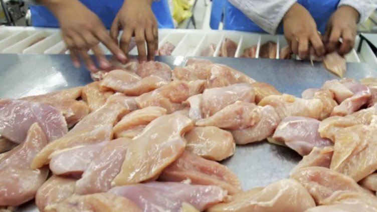 Полското пилешко все почесто със салмонела