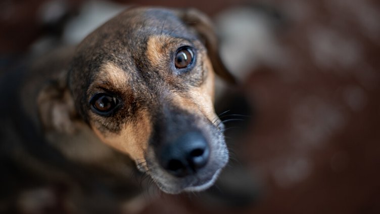 Разследват ново убийство на куче 