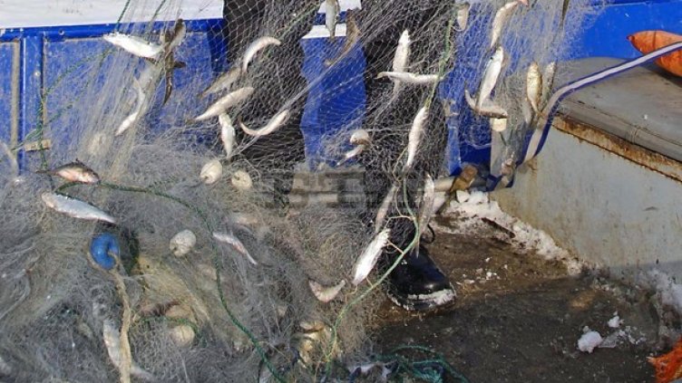 25% от таксите на въдичарите ще отиват за ново зарибяване