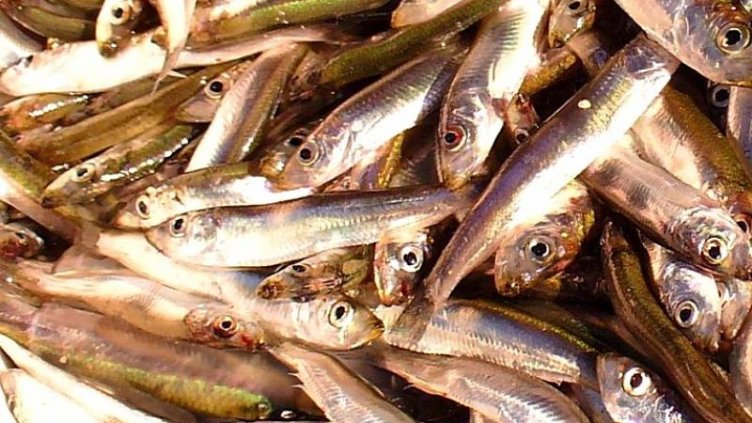 ИАРА: Усвояваме едва 40% от квотата за цаца