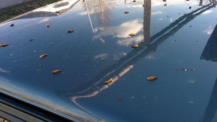 Какво да правим, ако върху колата ни са полепнали люспи от тополи?