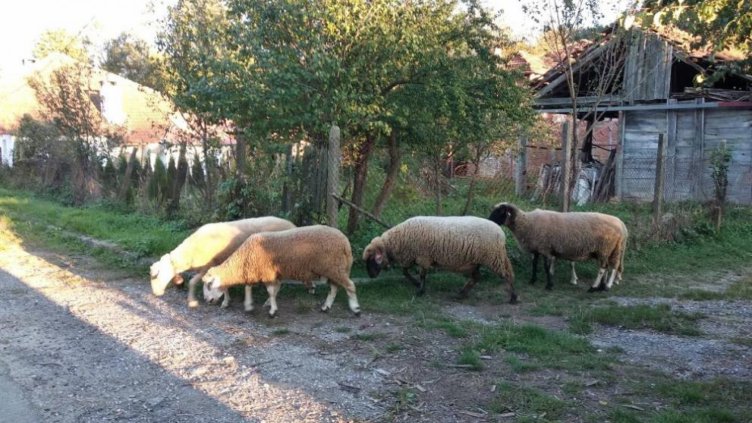 Продължава спорът между фермерите от Болярово и БАБХ