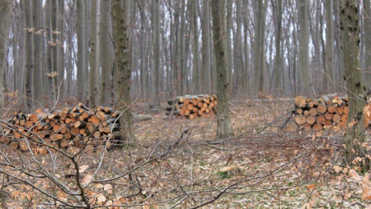 Продължават посегателствата в горите и в края на зимата
