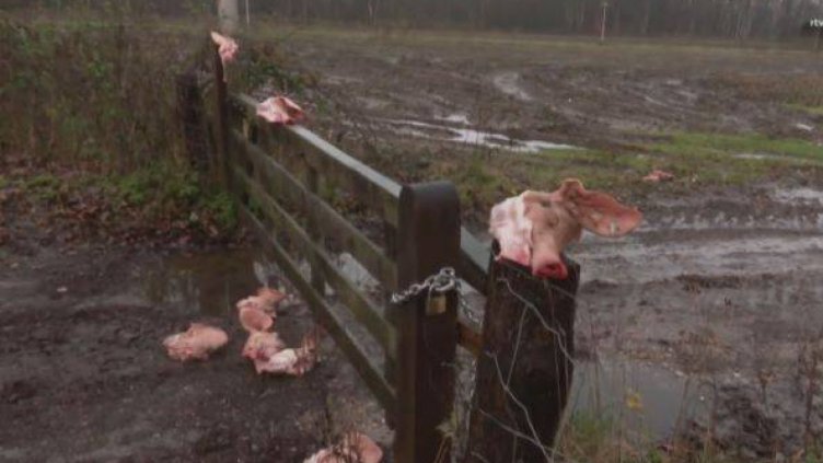 Свински глави по границата биха уплашили мигрантите