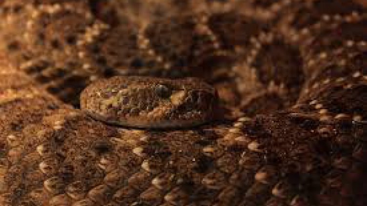 СЗО: Змийското ухапване е опасна тропическа болест