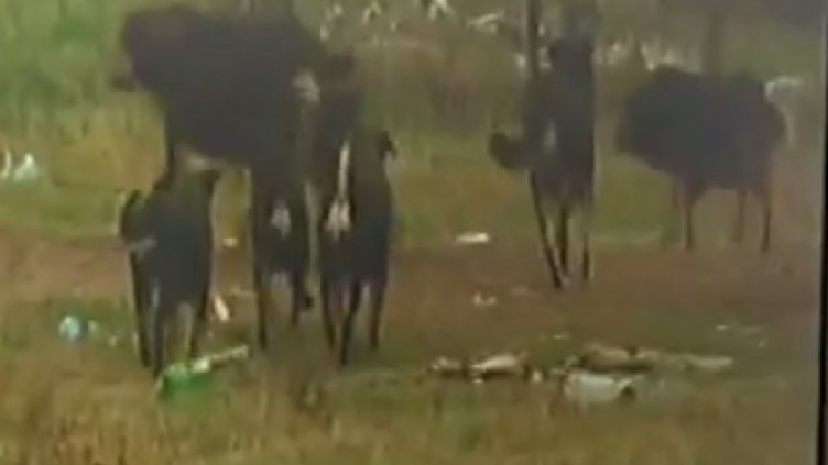 Цяло село живее в страх от глутница кучета