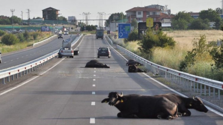 След прасето на "Хемус": ТИР блъсна стадо биволи на АМ "Струма"