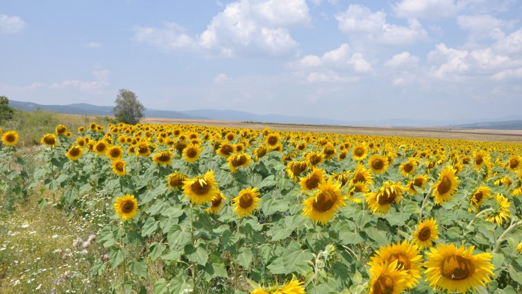 снимка: Ели Маринова