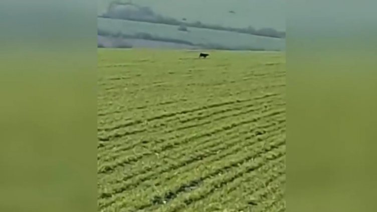 Появи се ново ВИДЕО с хищника от Шумен