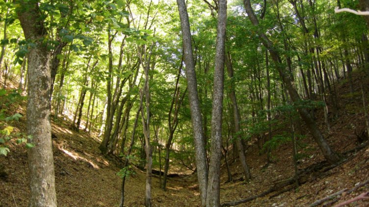 Откриха 9-годишния Станимир Митков от карловското село Богдан