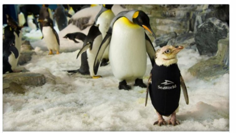 Гол пингвин получи неопренов костюм (СНИМКИ и ВИДЕО)