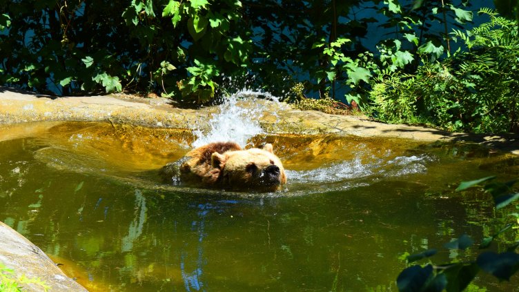 Мечката Свобода се радва на топлото време