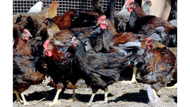 В Русия регистрираха случай на човек с птичи грип