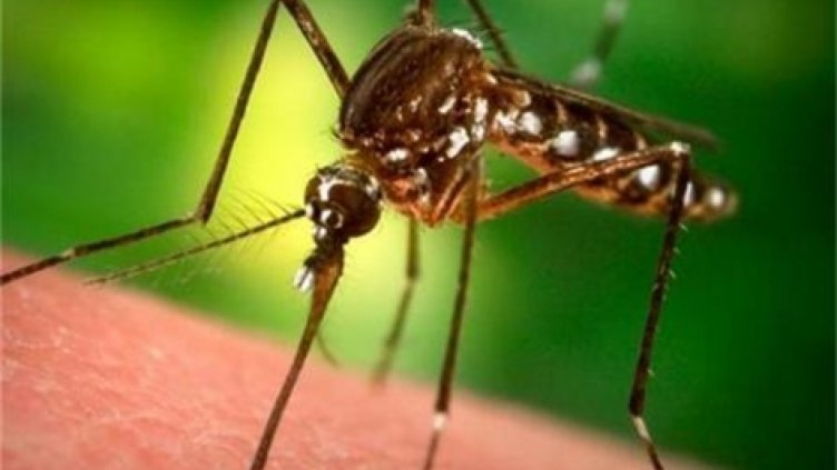 Мигрант от бежанския център в Харманли е диагностициран с малария  