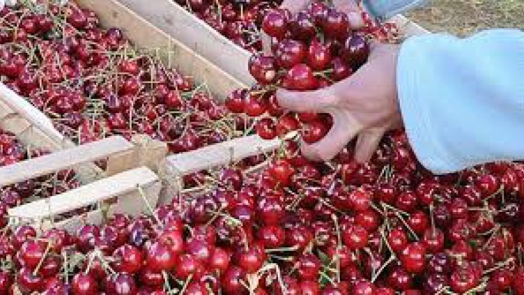 Студът вдига цените на черешите, ябълките, прасковите...