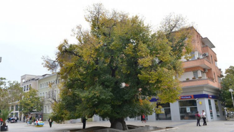 Старият бряст в Сливен загива