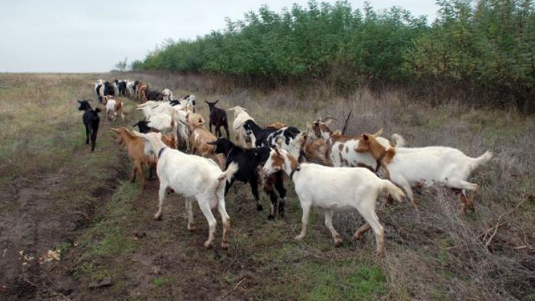 Няма закъснение в контрола и ликвидиране на болестите по животните в България