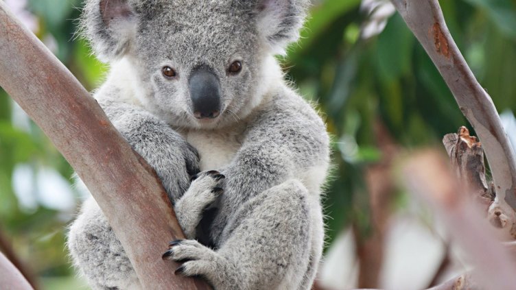 Коала преследва АТВ
