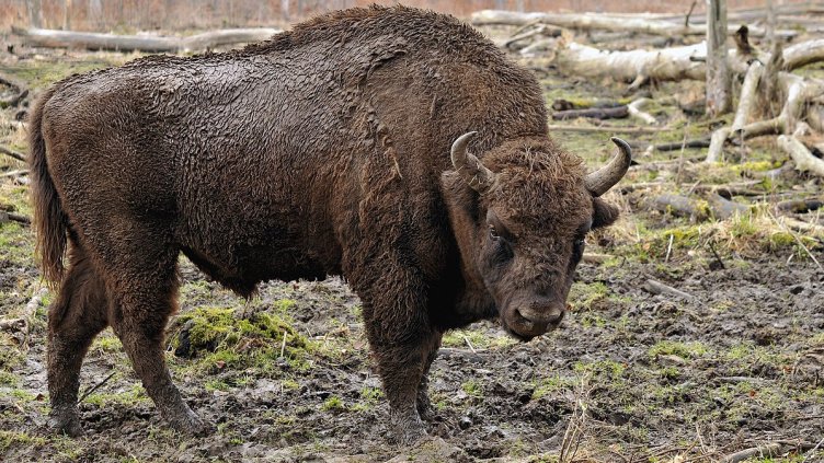 Ефективна присъда за убийство на зубър край Разград 