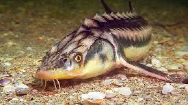 Удължават забраната за улов на есетрови риби в Дунав и Черно море