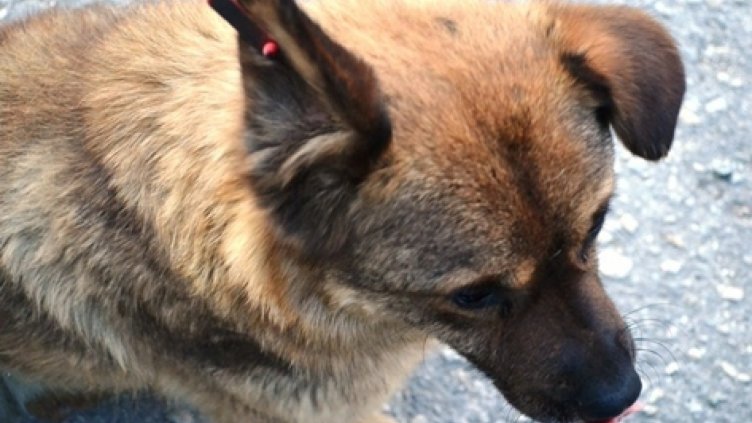 Отбелязваме Световния ден на бездомните животни