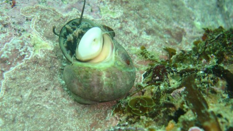 Охлюв е сред претендентите за най-бързо създание на планетата