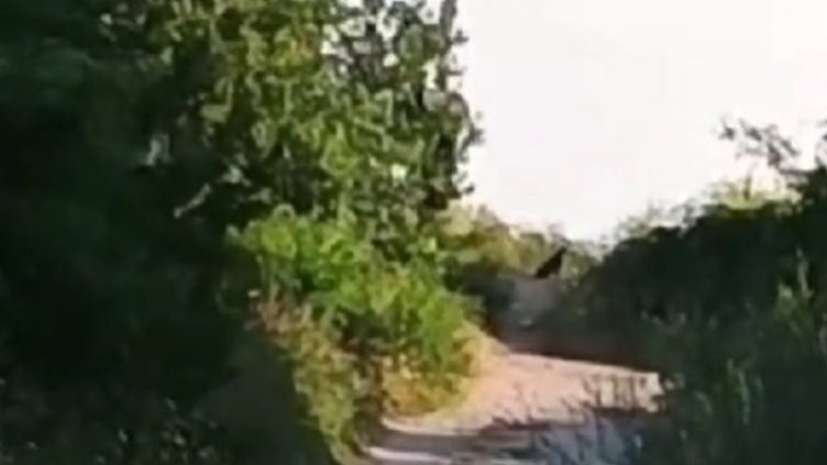 От Шумен към Силистра: Черният леопард се е появил в Тутраканско?