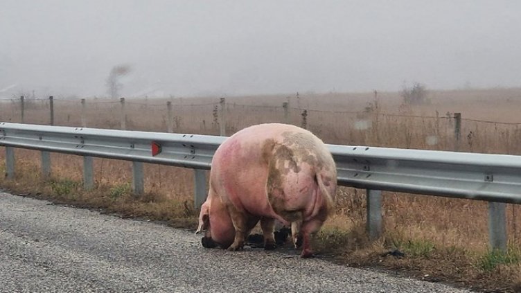 Едро прасе се разходи по АМ "Тракия"
