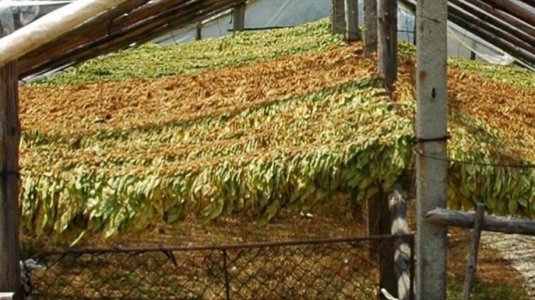 619 кила нелегален тютюн кътали в Столипиново