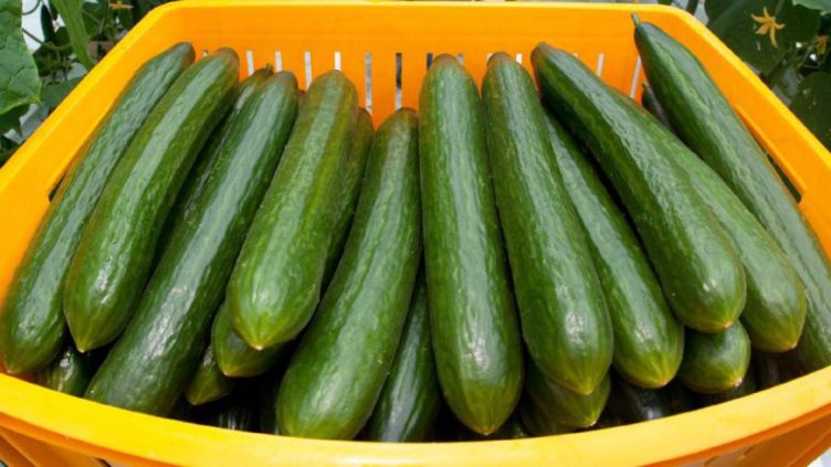 Краставицата подпомага мозъка и спира рака!