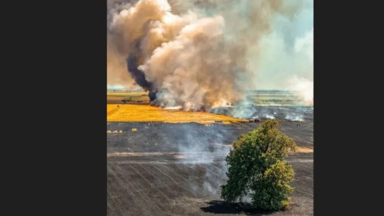 Бягащото дърво не успя да избяга от пожара на АМ Тракия (СНИМКИ)