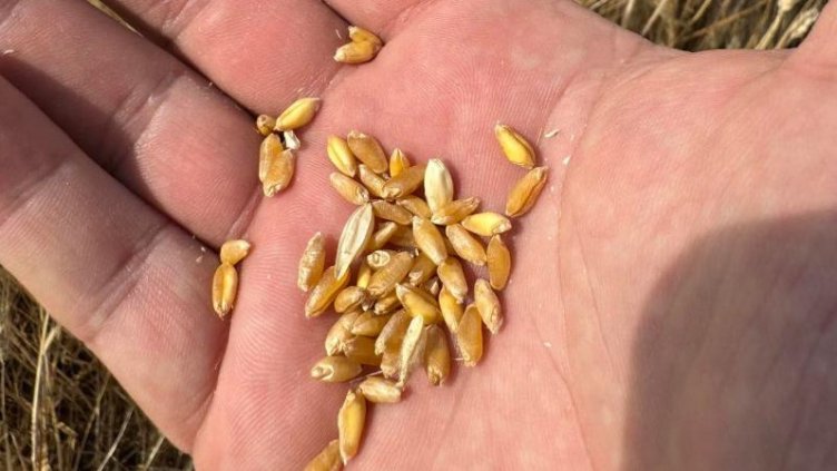 Български фермерски съюз иска подпомагане заради ниски добиви на пшеница