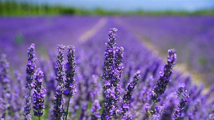 В Добруджа: Изхвърлят лавандула