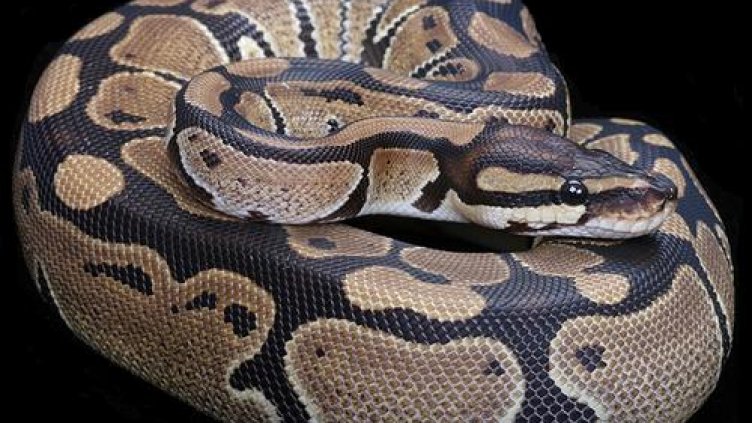 Медицинска сестра отиде на работа с кралски питон