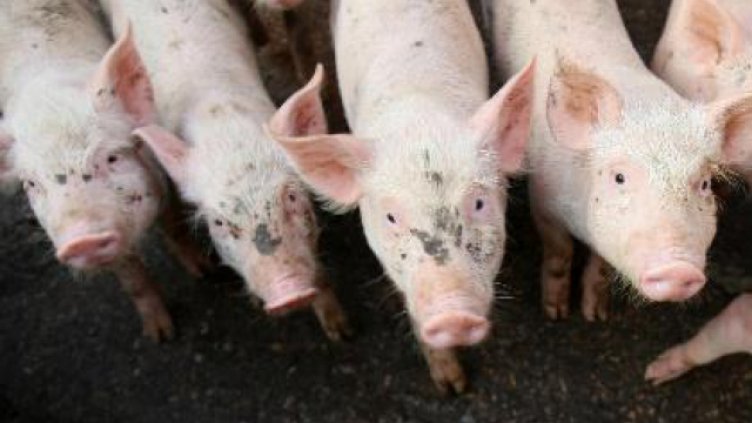 35 са огнищата с чума по свинете в 12 области 