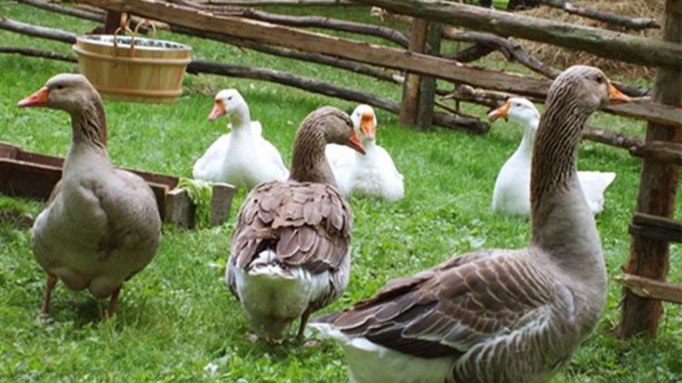 В личното стопанство: Как да помогнем на гъските да снасят повече яйца