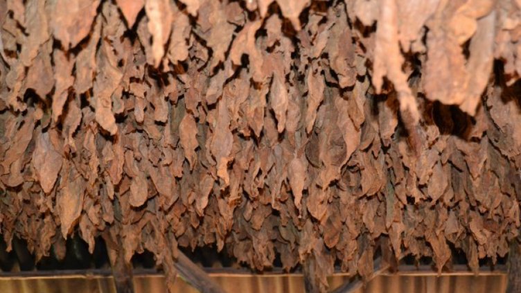 Заловиха ТИР с 858 кг нелегален тютюн