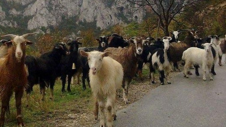 Предстои изследване на над 3000 животни в района на Кочан