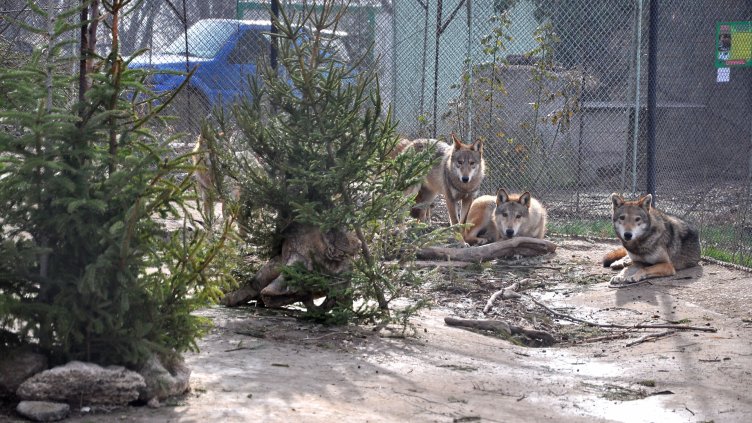 В НЯКОИ КЛЕТКИ ЕЛХИЧКИТЕ разнообразяват менюто на обитателите, а в други служат за украса и развлечение на животните. Снимка ПЛАМЕН ГУТИНОВ
