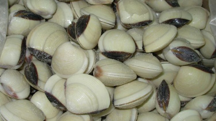 БЯЛАТА ПЯСЪЧНА МИДА СТАВА ДОХОДЕН БИЗНЕС, защото има много търсене на средиземноморския пазар.