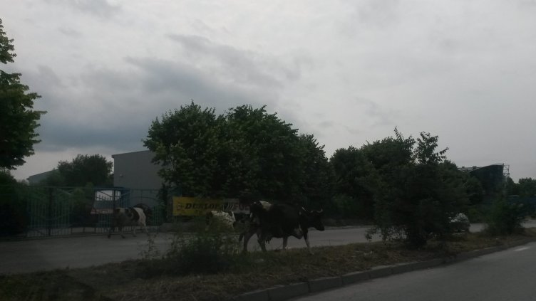Екзотика във Варна