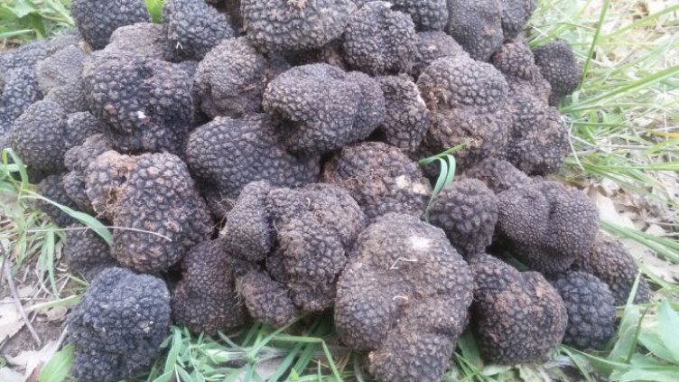 Ловци на трюфели от Варненско искат да берат около "Шерба"