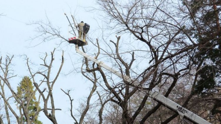 Продължава резитбата на сухи клони във Варна