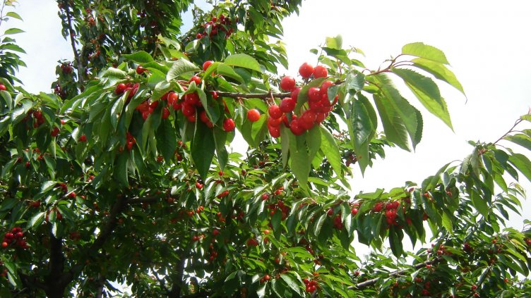 Снимка БНР.