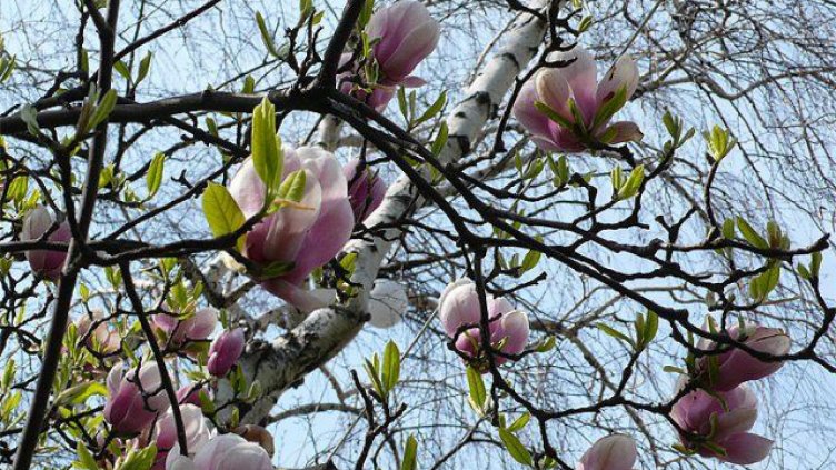 Мартенско време още от февруари: Пролет и зима ръка за ръка