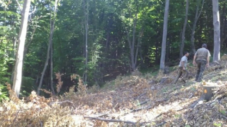 Лесничеи протестират след побой над техни колеги