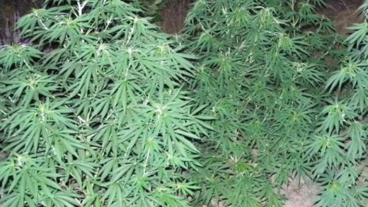 Спипаха депутатски син с половин килограм канабис